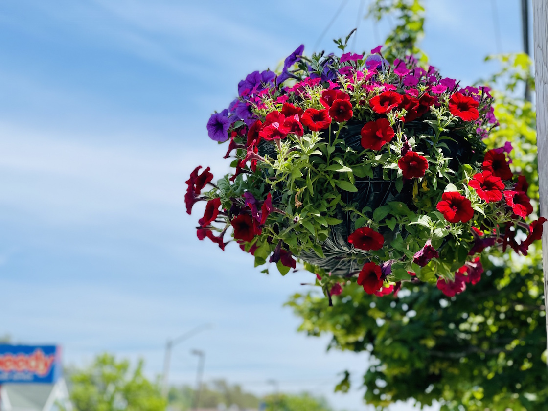 Hanging basket on Sackville Drive