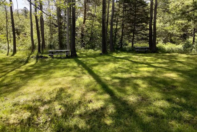 Greenspace surrounded by trees