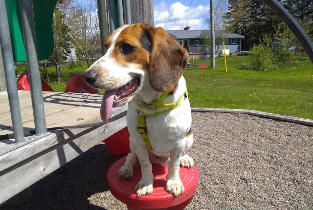 Dog sitting on step at Fun Park